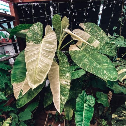  PHILODENDRON 'Jose Buono' Philodendron, schöne Gene, große Pflanze