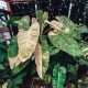 PHILODENDRON 'Jose Buono' Philodendron, schöne Gene, große Pflanze