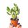  CRASSULA OVATA 'TRICOLOR' grün-weiße Blätter Crassula einzigartige Größe S