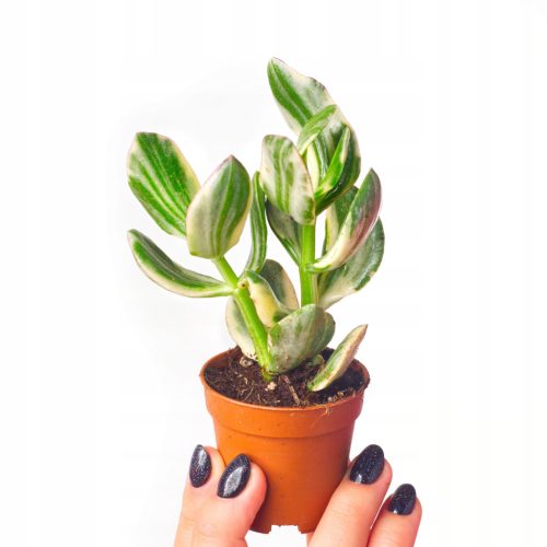  CRASSULA OVATA 'TRICOLOR' grün-weiße Blätter Crassula einzigartige Größe S