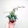  Parthenocissus Amazonica Dschungelrebe Cissus