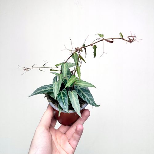  Parthenocissus Amazonica Dschungelrebe Cissus