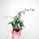  Parthenocissus Amazonica Dschungelrebe Cissus