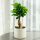  Bonsai Ficus Ficus Ginseng üppige Krone HÖHE. 30 cm D9 cm dicker Stamm