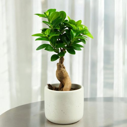  Bonsai Ficus Ficus Ginseng üppige Krone HÖHE. 30 cm D9 cm dicker Stamm