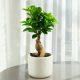 Bonsai Ficus Ficus Ginseng üppige Krone HÖHE. 30 cm D9 cm dicker Stamm