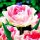  Volle Tulpe Angelique 5 Glühbirnen GARDEN BEAUTY BLUMENZWIEBELN