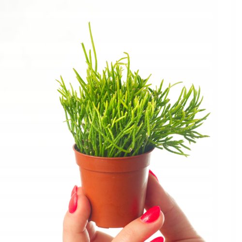  RHIPSALIS CASSUTHA dünne grüne Fäden STICK Ripsalis Größe S