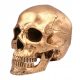  1PC Totenkopf Actionfigur Halloween Totenkopf Requisite