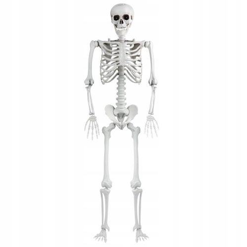  SKELETT KNOCHENKÖRPER 165 cm HALLOWEEN-DEKO
