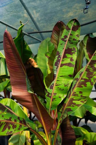  Musa Sumatrana Zebrina Rojo Sämling in einem Behälter 0,5-1l 10-20 cm