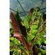  Musa Sumatrana Zebrina Rojo Sämling in einem Behälter 0,5-1l 10-20 cm