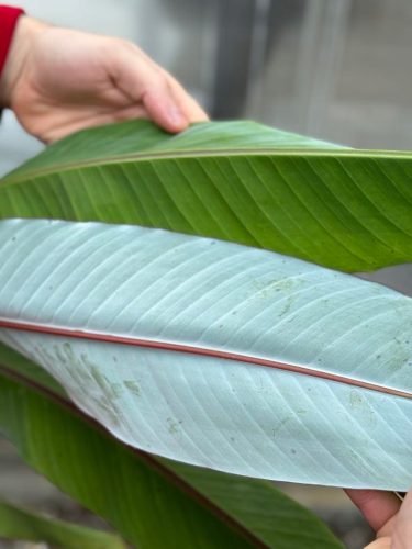  Musa Nagensium-Sämling in einem 0,5-1-l-Behälter, 10-20 cm