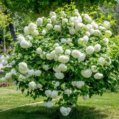  Kalina Koralowa Roseum Schnell wachsender Strauch mit früher, üppiger Blüte 2L