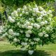  Kalina Koralowa Roseum Schnell wachsender Strauch mit früher, üppiger Blüte 2L