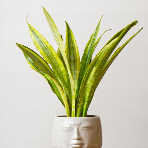  Sansevieria metallica 'Variegated' Sämling in einem 0,5-1 Liter Behälter