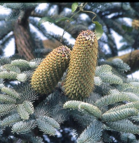  Edeltanne ABIES NOBILIS mit schöner Nadelfarbe, Aussaat im Topf