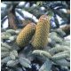  Edeltanne ABIES NOBILIS mit schöner Nadelfarbe, Aussaat im Topf