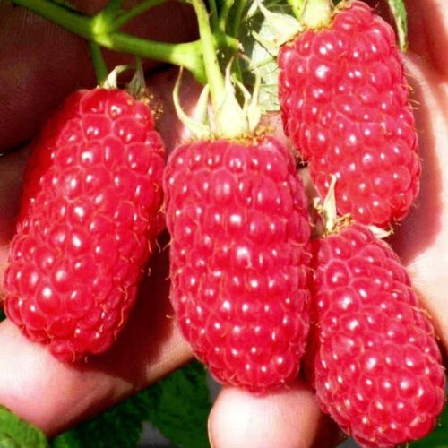  LASZKA Himbeeren und Brombeeren, Sämlinge im 5-10 cm großen Ballen