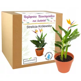  Geschenk zum Lehrertag Strelitzia Royale der beste Lehrer