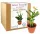  Geschenk zum Lehrertag Strelitzia Royale der beste Lehrer