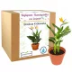  Geschenk zum Lehrertag Strelitzia Royale der beste Lehrer
