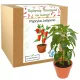  Geschenk zum Lehrertag, Jalapenopfeffer-Anbauset für die Schule