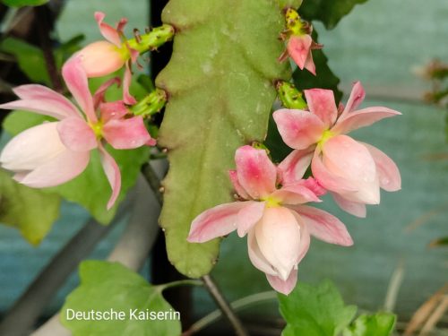  Epiphyllum Deutsche Kaiserin 222