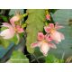  Epiphyllum Deutsche Kaiserin 222