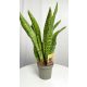  Sansevieria sanseviera-Sämling im 0,5-Liter-Behälter