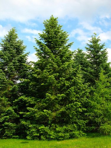  KAUKASISCHE TANNE, perfekt für einen LEBENDEN WEIHNACHTSBAUM, duftender Baum, GROSSER SAAT 140 CM