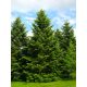  KAUKASISCHE TANNE, perfekt für einen LEBENDEN WEIHNACHTSBAUM, duftender Baum, GROSSER SAAT 140 CM