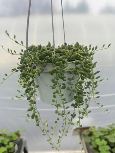  Senecio herreianus Alter Mann hängt Perlenkette - Sämling in einem Topf