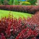  Berberitze Atropurpurea SAMENSATZ 10 STÜCK, aus dem Boden gegraben