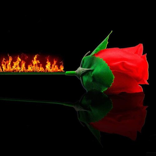  ZQION Fackel auf Rosenfeuer-Zaubertrick danach