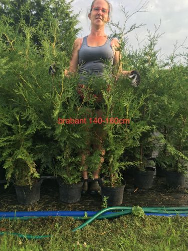  Thuja Brabant Western Arborvitae, gesäugt, 40–60 cm