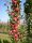  Säulenapfelbaum Rumba (S) – Premium-Setzlinge