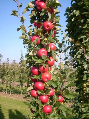  Säulenapfelbaum Rumba (S) – Premium-Setzlinge