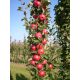  Säulenapfelbaum Rumba (S) – Premium-Setzlinge