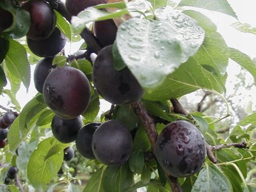  Aprisali-Pflaumen-Aprikose – Premium-Setzlinge