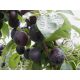  Aprisali-Pflaumen-Aprikose – Premium-Setzlinge