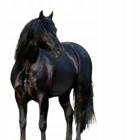  Granulierter Pferdemist 100% nur frisches Pferd Bio