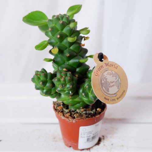  EUPHORBIA RITCHIEI, Größe 6 cm