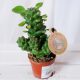  EUPHORBIA RITCHIEI, Größe 6 cm