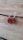  Korallenohrringe, rote Koralle, Blume, Rose, Silber