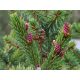  Serbische Fichte 20–30 cm, Picea omorika, Hersteller für Hecken, Weihnachtsbäume