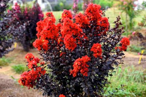  Lagerstroemia indica BEST RED roter Sämling im 2-3l-Behälter 40-60 cm