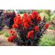  Lagerstroemia indica BEST RED roter Sämling im 2-3l-Behälter 40-60 cm