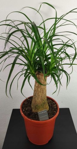  Beukarnea gebogenes Nolina Elefantenbein 40 cm