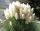  Weißes PAMPASSGRAS Cortaderia Selloana White Feather Ziergras P9